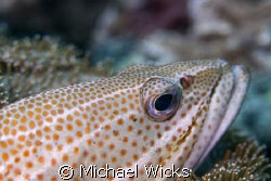Fish Close up by Michael Wicks 